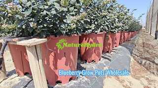 горшок для выращивания черники